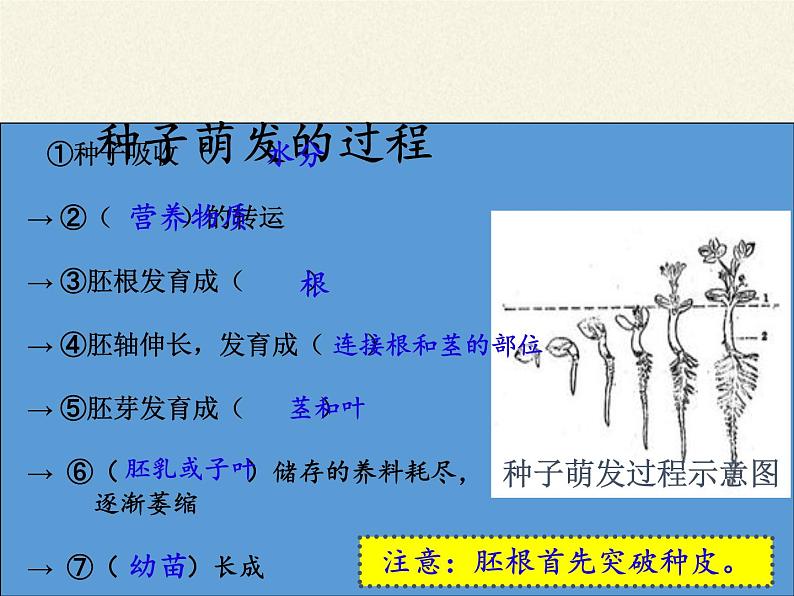 北师大版生物七年级上册 6.1 种子萌发形成幼苗(6)（课件）06