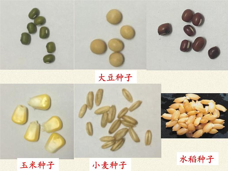 北师大版生物七年级上册 6.1 种子萌发形成幼苗(1)（课件）第3页