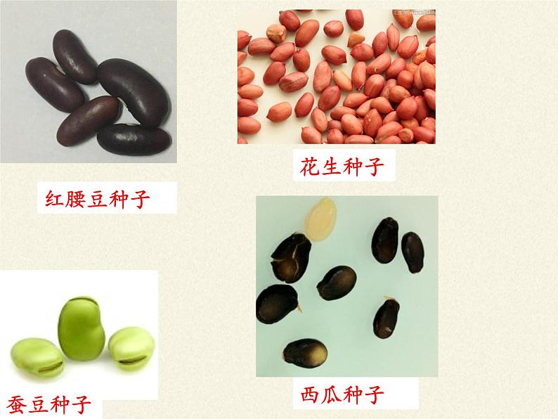 北师大版生物七年级上册 6.1 种子萌发形成幼苗(1)（课件）第4页