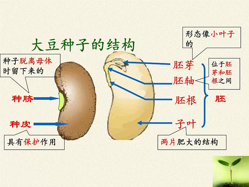 北师大版生物七年级上册 6.1 种子萌发形成幼苗(1)（课件）第8页