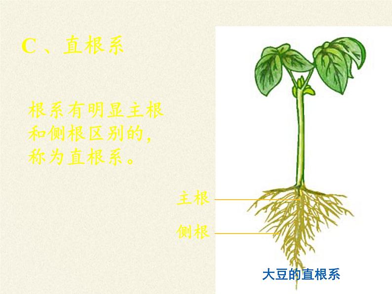 北师大版生物七年级上册 6.2  营养器官的生长（课件）第7页