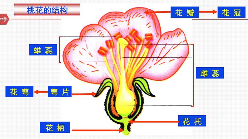 北师大版生物七年级上册 6.3 生殖器官的生长（课件）08