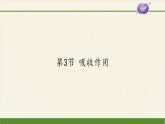 吸收作用PPT课件免费下载