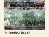 吸收作用PPT课件免费下载