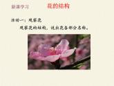 北师大版生物七年级上册 6.3 生殖器官的生长（课件）