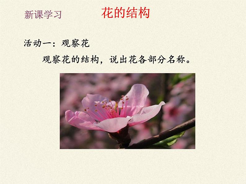 北师大版生物七年级上册 6.3 生殖器官的生长（课件）02