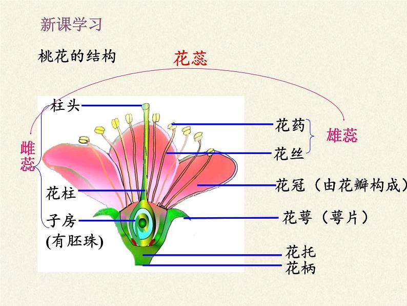 北师大版生物七年级上册 6.3 生殖器官的生长（课件）03