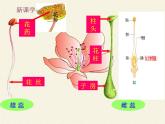 北师大版生物七年级上册 6.3 生殖器官的生长（课件）