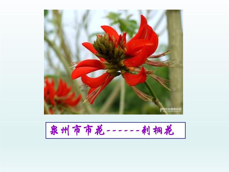 北师大版生物七年级上册 6.3 植物生殖器官的生长（课件）第3页