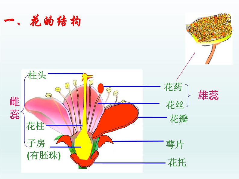 北师大版生物七年级上册 6.3 植物生殖器官的生长（课件）第6页