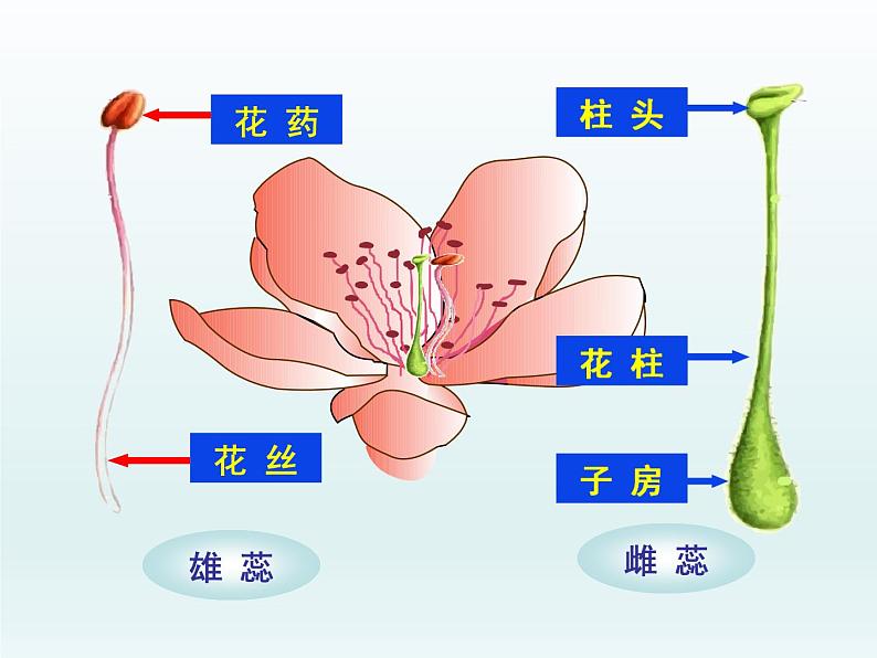 北师大版生物七年级上册 6.3 植物生殖器官的生长（课件）第7页