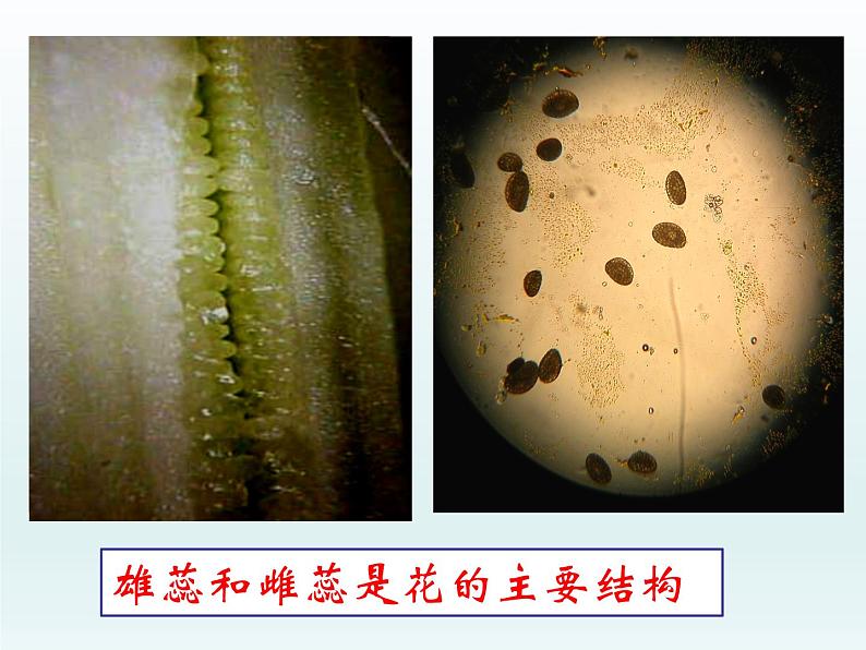 北师大版生物七年级上册 6.3 植物生殖器官的生长（课件）第8页