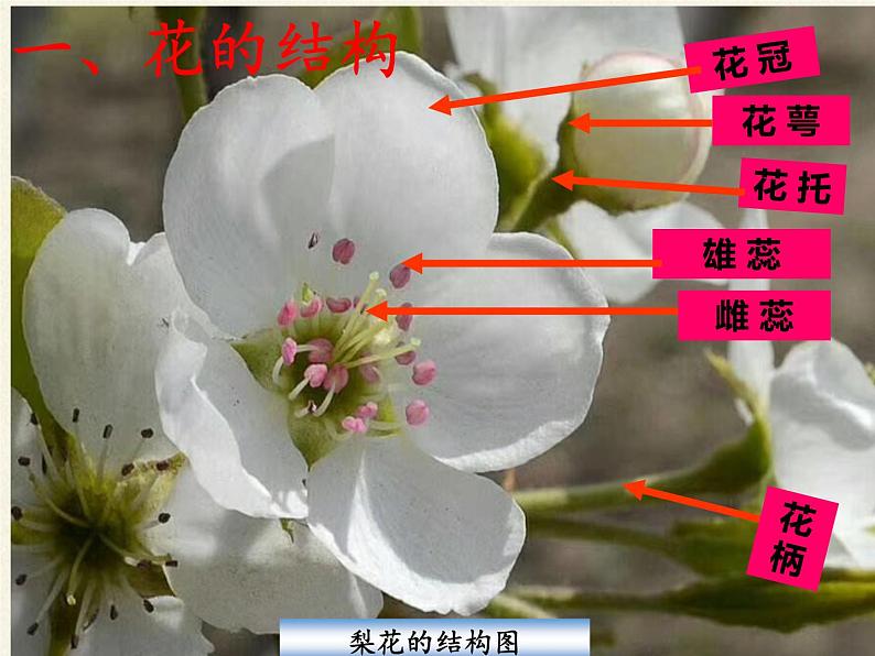 北师大版生物七年级上册 6.3 生殖器官的生长(9)（课件）第3页