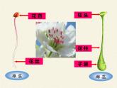 北师大版生物七年级上册 6.3 生殖器官的生长(9)（课件）