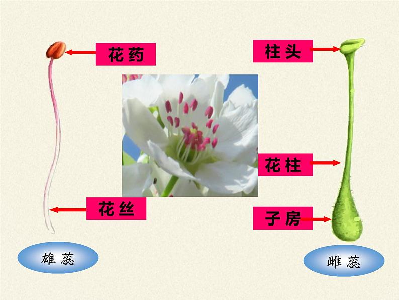 北师大版生物七年级上册 6.3 生殖器官的生长(9)（课件）第4页