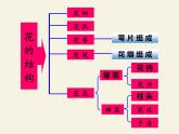 北师大版生物七年级上册 6.3 生殖器官的生长(9)（课件）