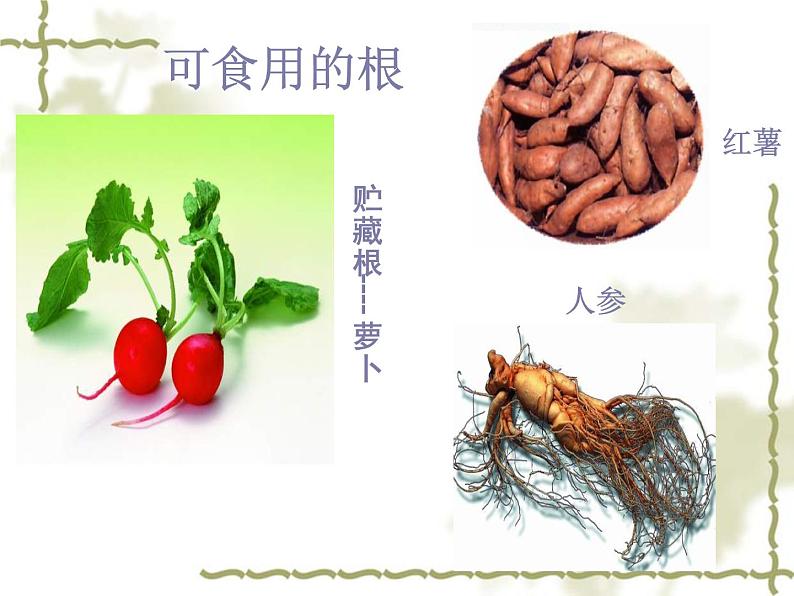 北师大版生物七年级上册 7.1 绿色植物在生物圈中的作用_（课件）第6页
