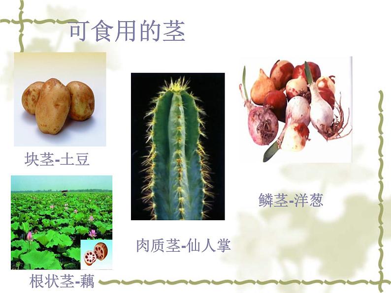 北师大版生物七年级上册 7.1 绿色植物在生物圈中的作用_（课件）第7页