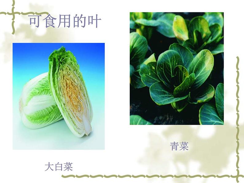 北师大版生物七年级上册 7.1 绿色植物在生物圈中的作用_（课件）第8页