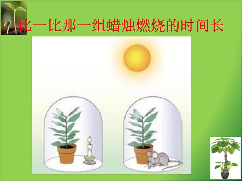 北师大版生物七年级上册 7.1 绿色植物在生物圈中的作用（课件）06