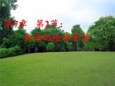 北师大版生物七年级上册 7.2 我国的植物资源（课件）