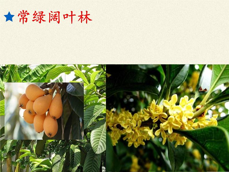 北师大版生物七年级上册 7.2 我国的植物资源（课件）08