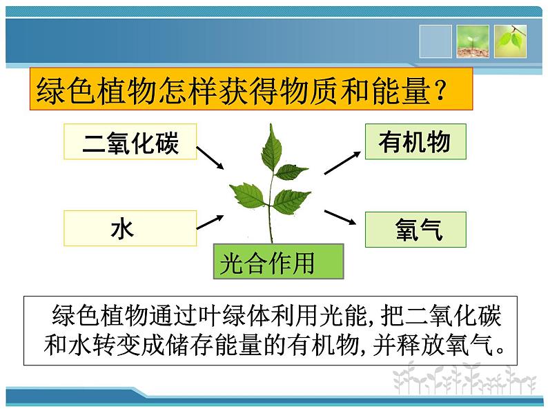 北师大版生物七年级上册 7.1 绿色植物在生物圈中的作用（课件）05