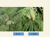 北师大版生物七年级上册 7.2 我国的植物资源(1)（课件）