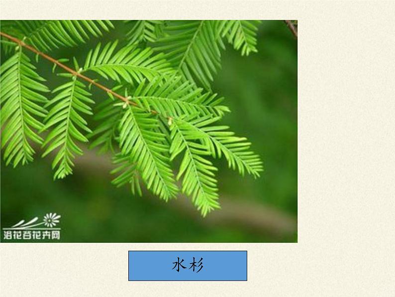 北师大版生物七年级上册 7.2 我国的植物资源(1)（课件）06