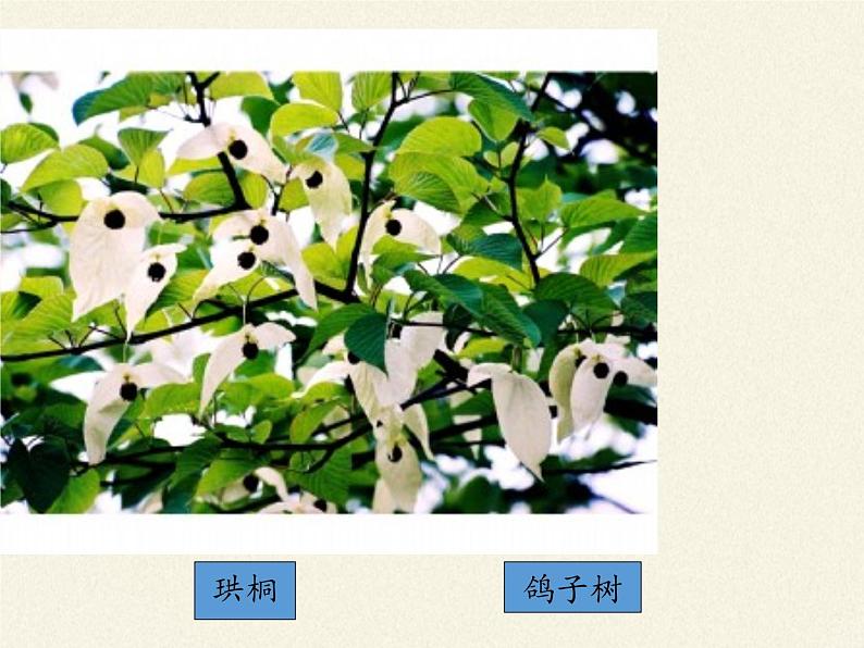 北师大版生物七年级上册 7.2 我国的植物资源(1)（课件）07