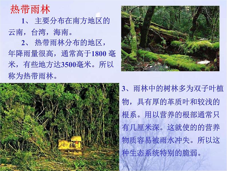 北师大版生物七年级上册 7.2 我国的植物资源_（课件）第6页