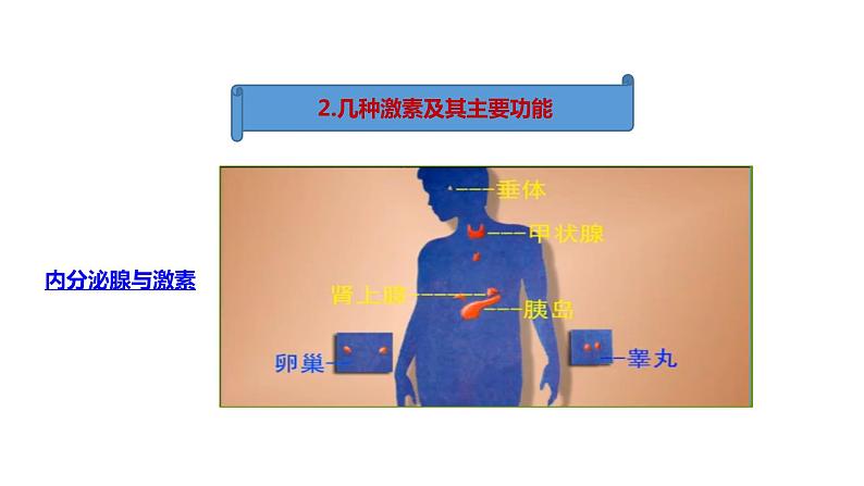 人教版七年级生物下册 第4单元第6章第4节《激素调节》课件第6页