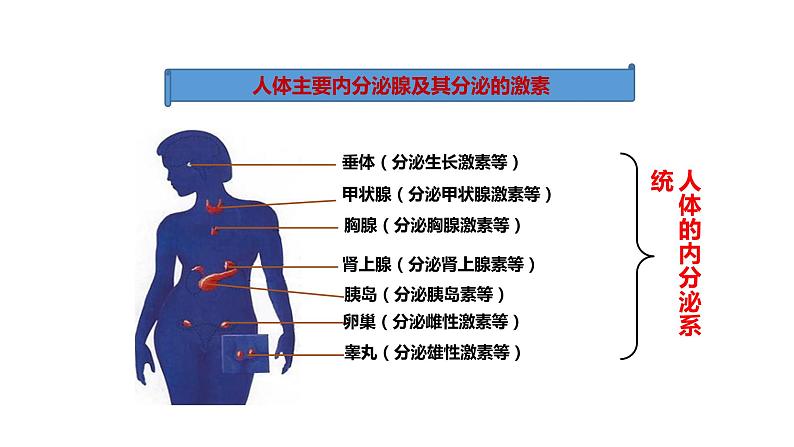 人教版七年级生物下册 第4单元第6章第4节《激素调节》课件第7页