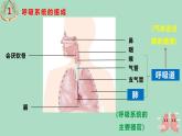 人教版七年级生物下册4.3.1呼吸道对空气的处理 课件