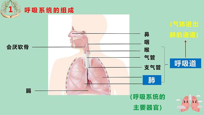 人教版七年级生物下册4.3.1呼吸道对空气的处理 课件03