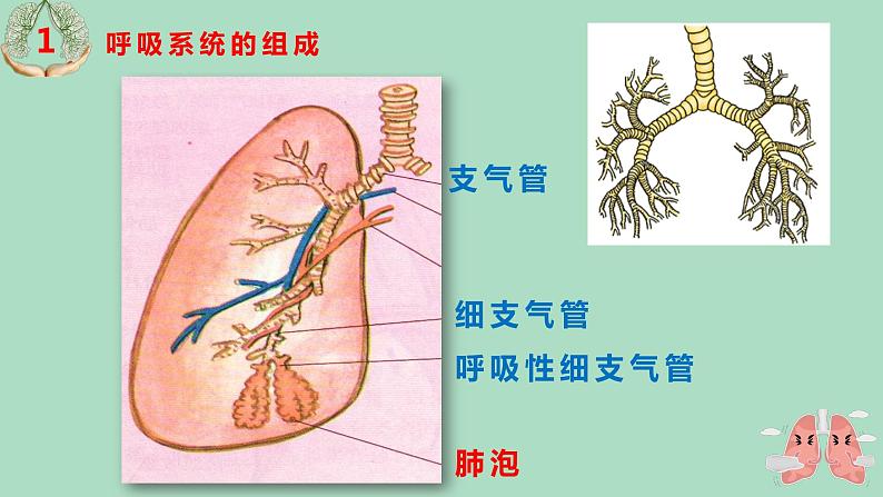 人教版七年级生物下册4.3.1呼吸道对空气的处理 课件04