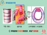 人教版七年级生物下册4.3.1呼吸道对空气的处理 课件