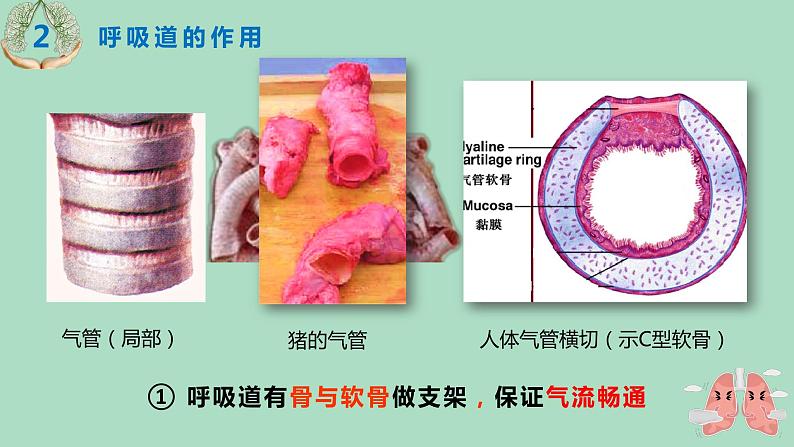 人教版七年级生物下册4.3.1呼吸道对空气的处理 课件05