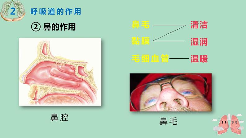 人教版七年级生物下册4.3.1呼吸道对空气的处理 课件06