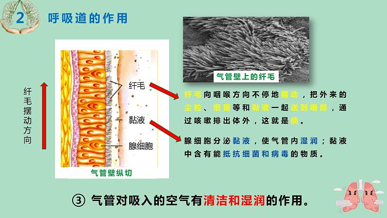 人教版七年级生物下册4.3.1呼吸道对空气的处理 课件07