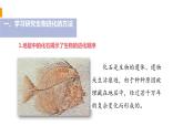 2020—2021学年人教版八年级下册7.3.2生物进化的历程 课件
