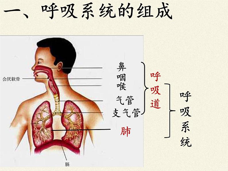 2020—2021学年人教版七年级生物下册课件-4.3.1 呼吸道对空气的处理04