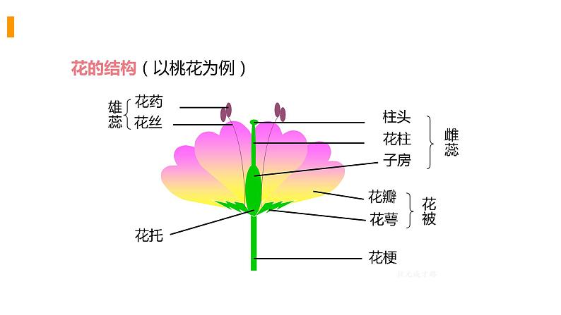 2020—2021学年人教版八年级下册7.1.1 植物的生殖课件第3页