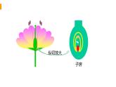 2020—2021学年人教版八年级下册7.1.1 植物的生殖课件