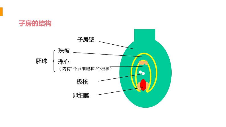 2020—2021学年人教版八年级下册7.1.1 植物的生殖课件第5页