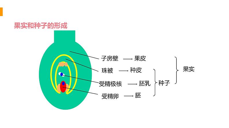 2020—2021学年人教版八年级下册7.1.1 植物的生殖课件第6页