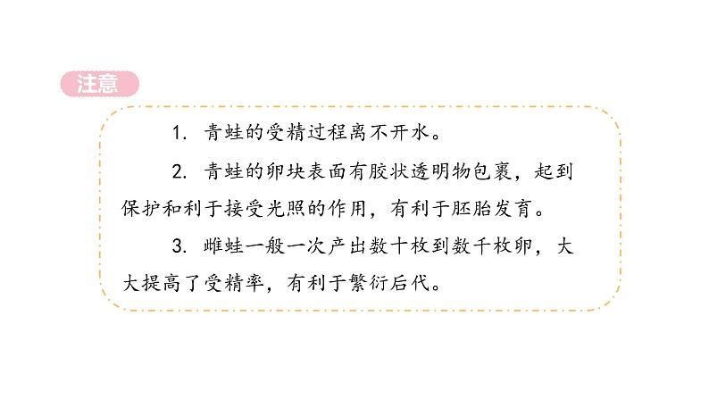 2020—2021学年人教版八年级下册7.1.3 两栖动物的生殖和发育 课件第8页