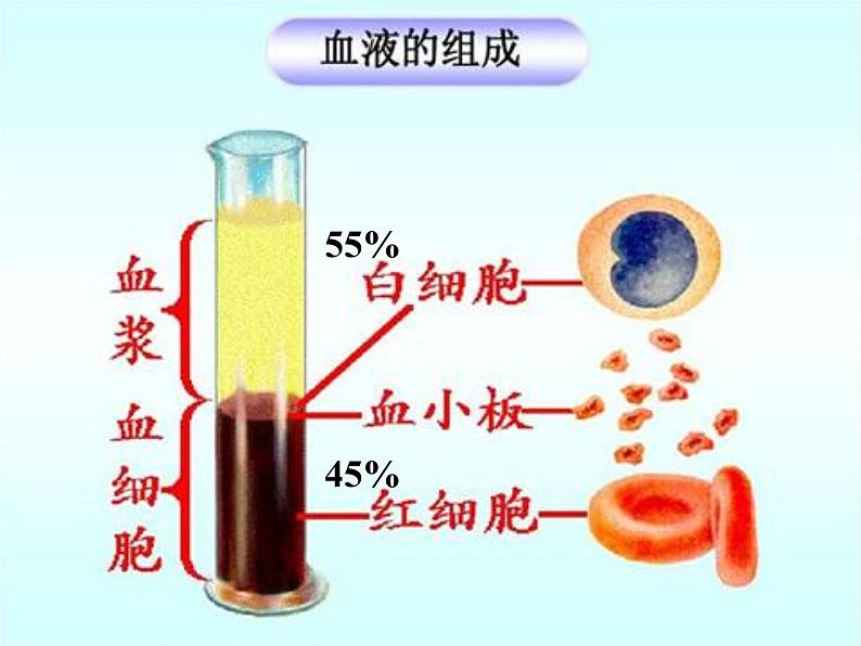 2020—2021学年人教版七年级生物下册课件-4.4.4 输血与血型第6页