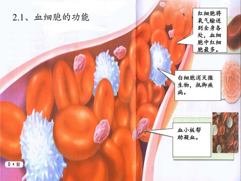 2020—2021学年人教版七年级生物下册课件-4.4.4 输血与血型第7页