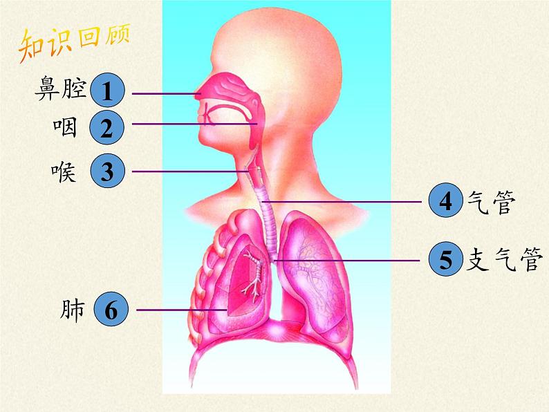 2020—2021学年人教版七年级生物下册课件-4.3.2 发生在肺内的气体交换第2页